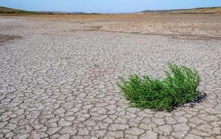Glasswort Salicornia europaea, Salt tolerant plants on cracked earth at the bottom of a dried salty estuary photo