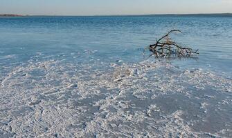 Self-precipitating table salt sodium chloride on the surface of dried plants photo