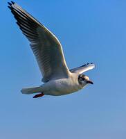 The black-headed gull Chroicocephalus ridibundus Larus ridibundus, seagull photo