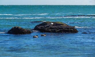 Two ducks swim in clear water near a stone near the shore photo