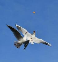 The black-headed gull Chroicocephalus ridibundus Larus ridibundus. Bird in flight with its wings spread wide, Black Sea photo