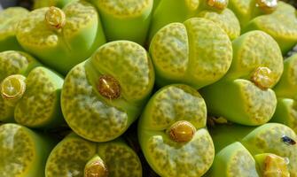 Mesembs Lithops bromfieldii v. insularis Sulphurea South African plant from Namibia photo