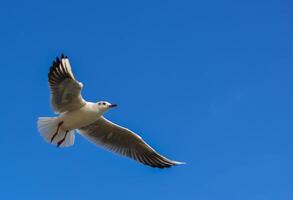 The black-headed gull Chroicocephalus ridibundus Larus ridibundus. Bird in flight with its wings spread wide, Black Sea photo
