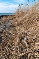 Pollution with plastic waste and microplastics on the shore of the Khadzhibey estuary photo