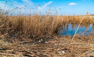 Pollution with plastic waste and microplastics on the shore of the Khadzhibey estuary photo