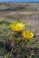 Adonis vernalis - spring pheasant's, yellow pheasant's eye, disappearing early blooming photo