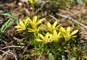 Yellow star of Bethlehem Gagea sp. bulbous plants blooming in spring in the Steppe photo