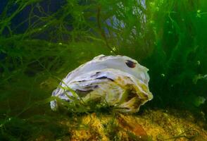 A young mussel attached to an oyster shell against the background of the green algae photo