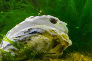 A young mussel attached to an oyster shell against the background of the green algae photo