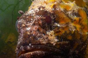 Poisonous dangerous fish, European black scorpionfish Scorpaena porcus, Fish of the Black Sea photo