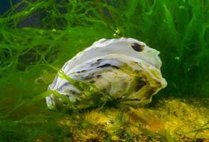 A young mussel attached to an oyster shell against the background of the green algae photo
