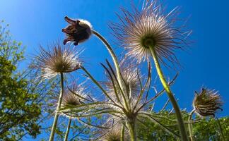 cutleaf anemone Pulsatilla patens, Red Book Ukraine photo