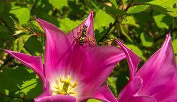 Wasp and Red Tulips with Sharp Scones on the Background of Vegetation in the Garden photo