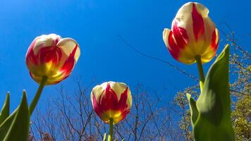 Red tulips against the blue sky, bottom-up view photo