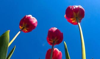 Red tulips against the blue sky, bottom-up view photo