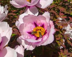 Honey bees collect nectar and pollen in the red flowers of a garden peony photo