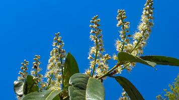 Prunus laurocerasus, also known as cherry laurel, common laurel photo