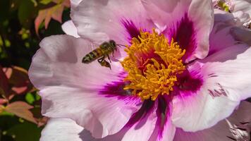 Honey bees collect nectar and pollen in the red flowers of a garden peony photo