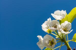Flowering pear branch against the blue sky, Ukraine photo