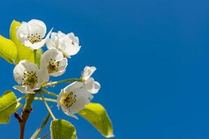 Flowering pear branch against the blue sky, Ukraine photo