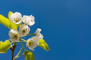 Flowering pear branch against the blue sky, Ukraine photo
