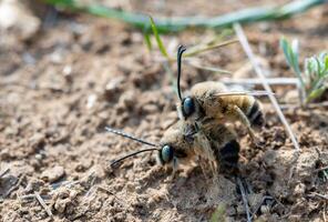 Wild bees during the breeding season, males fight for the opportunity to mate with females photo