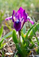 Endangered steppe plant pygmy iris or dwarf iris Iris pumila, Red Book of Ukraine photo