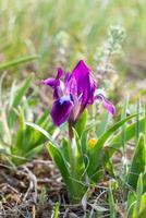 Endangered steppe plant pygmy iris or dwarf iris Iris pumila, Red Book of Ukraine photo