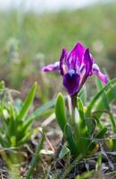 Endangered steppe plant pygmy iris or dwarf iris Iris pumila, Red Book of Ukraine photo