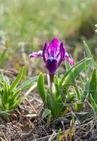 Endangered steppe plant pygmy iris or dwarf iris Iris pumila, Red Book of Ukraine photo