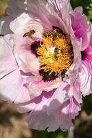 Honey bees collect nectar and pollen in the red flowers of a garden peony photo
