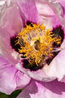 Honey bees collect nectar and pollen in the red flowers of a garden peony photo