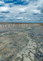 A dried and cracked layer of dead crustaceans Artemia salina and their yellow eggs on the bank photo