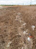 Heaps of garbage on the bank of the Kuyalnik estuary photo