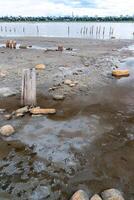Traces of bird feet on the mud on the drying bottom of the Kuyalnik estuary photo
