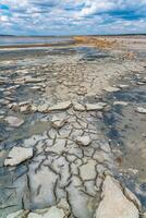 A dried and cracked layer of dead crustaceans Artemia salina and their yellow eggs on the bank photo