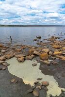 Yellow eggs of the crustaceans Artemia salina on the bank of the drying Kuyalnik estuary photo