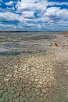 A dried and cracked layer of dead crustaceans Artemia salina and their yellow eggs on the bank photo
