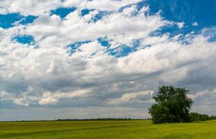 White cumulus clouds over green wheat field, Ukraine photo