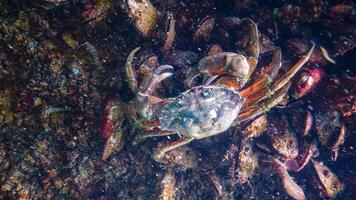 Invasive species, Big Green crab Carcinus maenas crab on a stone with mussels photo