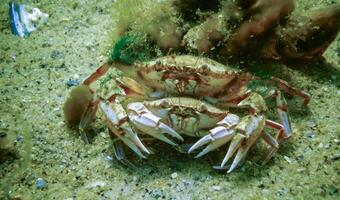 Male and female Swimming crab Macropipus holsatus before breeding, close-up photo