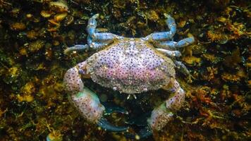 Jaguar round crab Xantho poressa. Fauna of the Black Sea photo