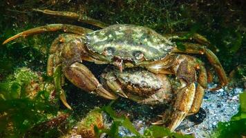 Male and female Green crab or Shore crab Carcinus maenas, Carcinus aestuarii photo