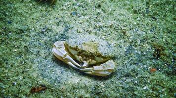 Swimming crab - Macropipus holsatus, crab buried in the sand at the bottom of the Black Sea photo