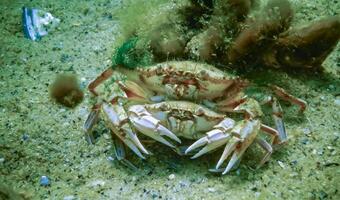 Male and female Swimming crab Macropipus holsatus before breeding, close-up photo
