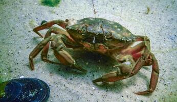 Invasive species, Big Green crab -Carcinus maenas, crab on the sand in the Black Sea. photo