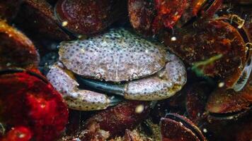 Jaguar round crab Xantho poressa. Fauna of the Black Sea photo