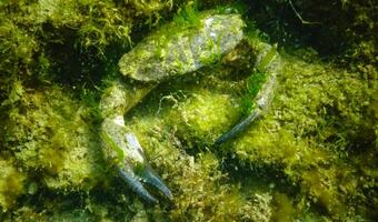 Jaguar round crab Xantho poressa. Fauna of the Black Sea photo