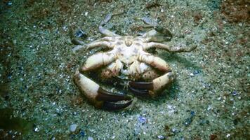 Jaguar round crab Xantho poressa. Fauna of the Black Sea. photo