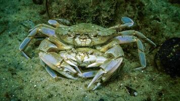 Male and female Swimming crab Macropipus holsatus before breeding, close-up photo